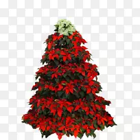 圣诞树一品红圣诞日png图片.圣诞树