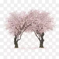 樱花秋季树png图片剪辑艺术-樱花