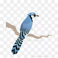 蓝鸟插图鸟喙羽毛杜鹃-蓝知更鸟