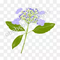 绣球草本植物茎植物-蓝知更鸟海报
