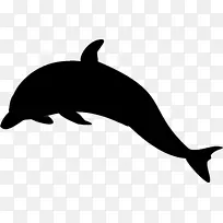 海狮迈阿密海豚虎鲸剪贴画