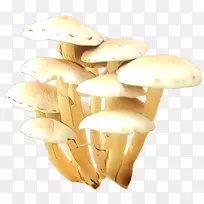 蘑菇食品图像png图片