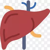 剪贴画计算机图标png图片医学图形透明肝脏