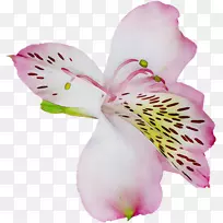 复活节百合剪贴画麦当娜百合花‘星眼’