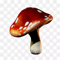 普通蘑菇图像png网络图.