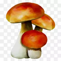 蘑菇橙S.A.