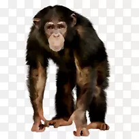 黑猩猩灵长类西部大猩猩猴
