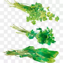 欧芹，香菜，植物茎，叶水族箱