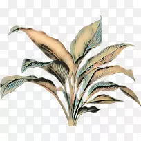 叶植物茎植物