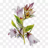 印加人的百合切花植物茎植物