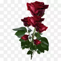 png图片剪辑艺术玫瑰透明度图像-玫瑰