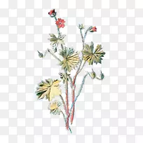 鸽子脚鹤的枝叶植物野生天竺葵插图