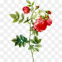 雷杜特玫瑰画插画
