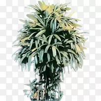 棕榈树花盆植物