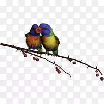 鸟类鹦鹉png图片剪辑艺术图像-鸟