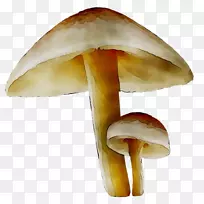 剪贴画食用菌普通蘑菇png图片