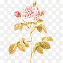 苔丝玫瑰插图罗莎‘伟大少女的脸红’摄影法国玫瑰