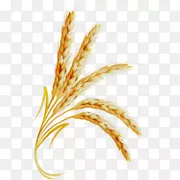 埃默尔谷物剪贴画普通小麦