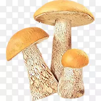 白灵菇png图片蘑菇图像