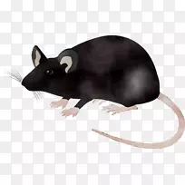 实验室老鼠科学沙鼠