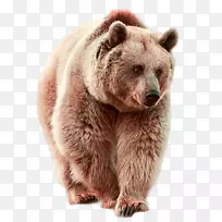 png图片剪辑艺术北极熊图像熊