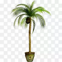 亚洲棕榈树椰子油棕榈树