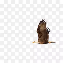 秃鹰拉比Rosh Hashanah老鹰秃鹫