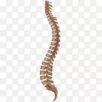 脊柱带状疱疹性白纹背痛-PNG人
