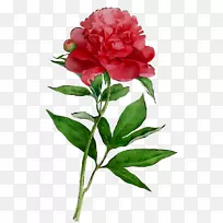切花设计玫瑰康乃馨