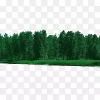 森林可移植网络图形图像rgb颜色模型树林