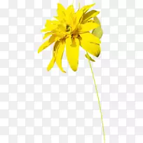 普通向日葵黄花图案花瓣透明花冠PNG黄