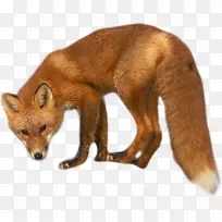 红狐洞包狐狸皮毛-狐狸剪影PNG红狐