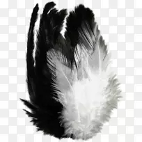 羽毛剪贴画png图片飞行黑色羽毛绘图PNG艺术