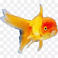 金鱼锦鲤动物png图片.金丝雀石鱼PNG红