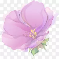 玉兰市场甘蓝玫瑰草本植物-牵伸玫瑰PNG花瓣植物