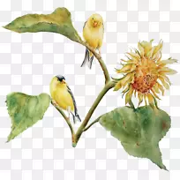 鸟类开花植物喙植物.鸟类的进化