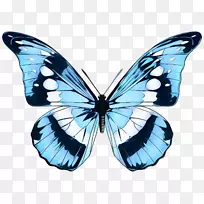 帝王蝶，浮雕蝴蝶，毛茸茸的蝴蝶，蝶蛾