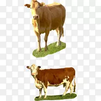 牛磺酸牛犊夏洛莱牛肉牛得克萨斯州长角牛PNG透明背景