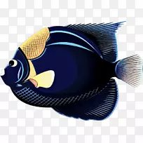 热带鱼夹艺术水族馆金鱼