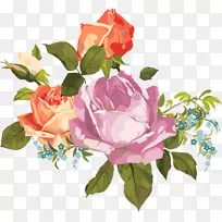 花园玫瑰花花园水彩画卷心菜玫瑰透明PNG花束