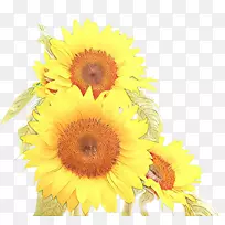 花卉设计切花向日葵
