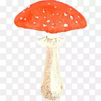 水彩画剪贴画png网络绘图蘑菇