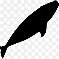 png网络图片鲸鱼剪贴画可伸缩图形鲸鱼png免费下载