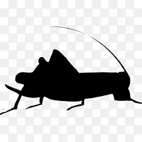 昆虫蟋蟀戴夫迈克尔斯乐队剪影电脑图标-虫轮廓PNG蟋蟀