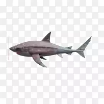 Megalodonpng图片老虎鲨桌面壁纸图片-颌骨透明png巨型图片