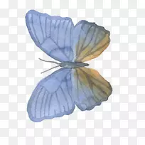 蝴蝶蚕蛾-水彩画蝴蝶
