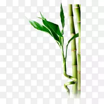 竹材摄影-竹制PNG植物茎