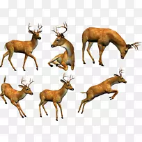 麋鹿、驯鹿、白尾鹿、剪贴画-长颈鹿