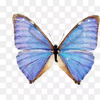 孔雀蝶，虫，蓝，形态稀少