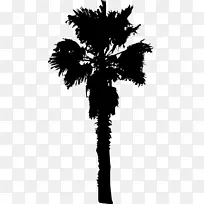 棕榈树png图片植物图像族树